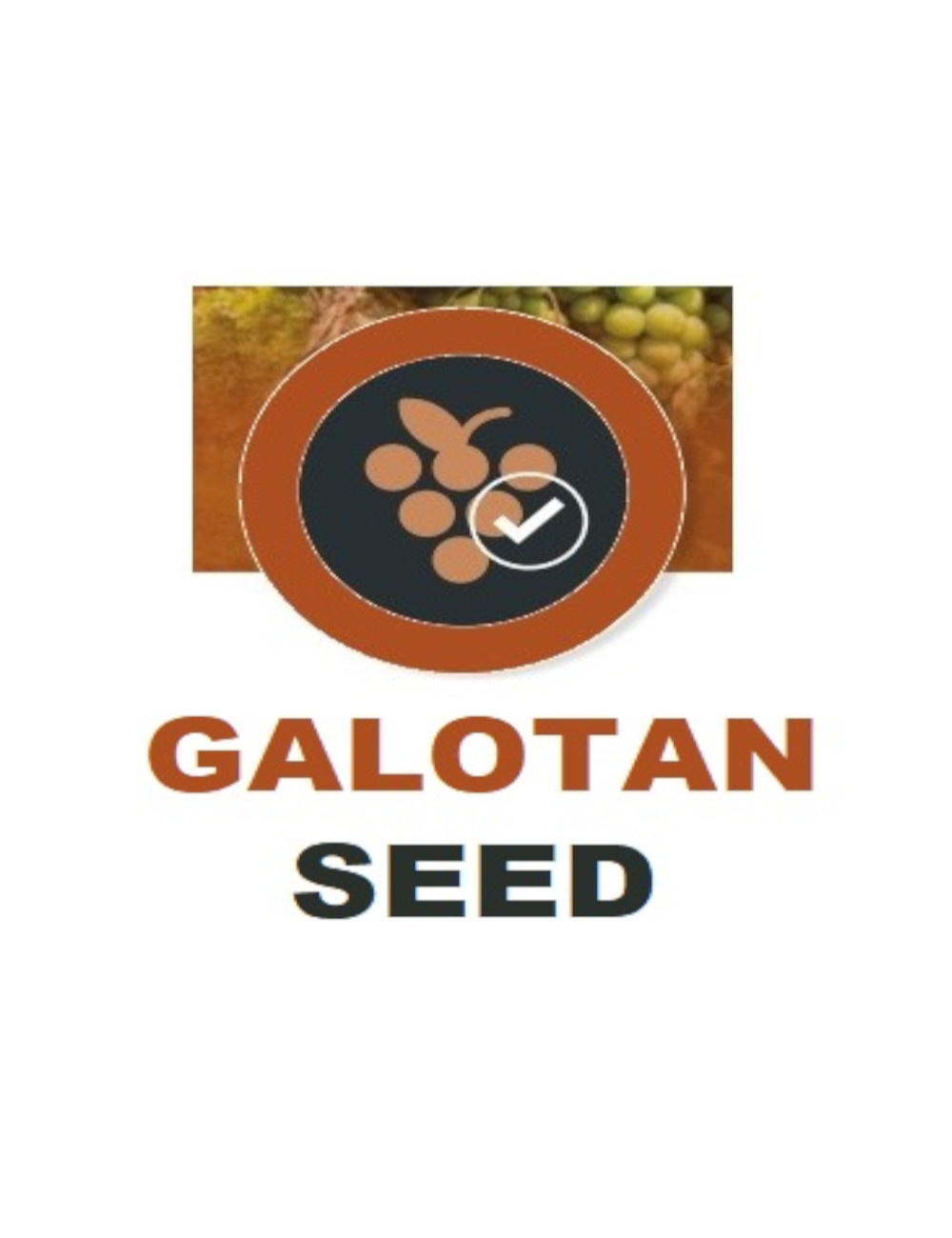 Galo - Galotan Seed (20g) Galo - Galotan Seed (20g)