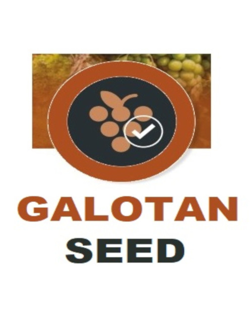 Galo - Galotan Seed (20g)